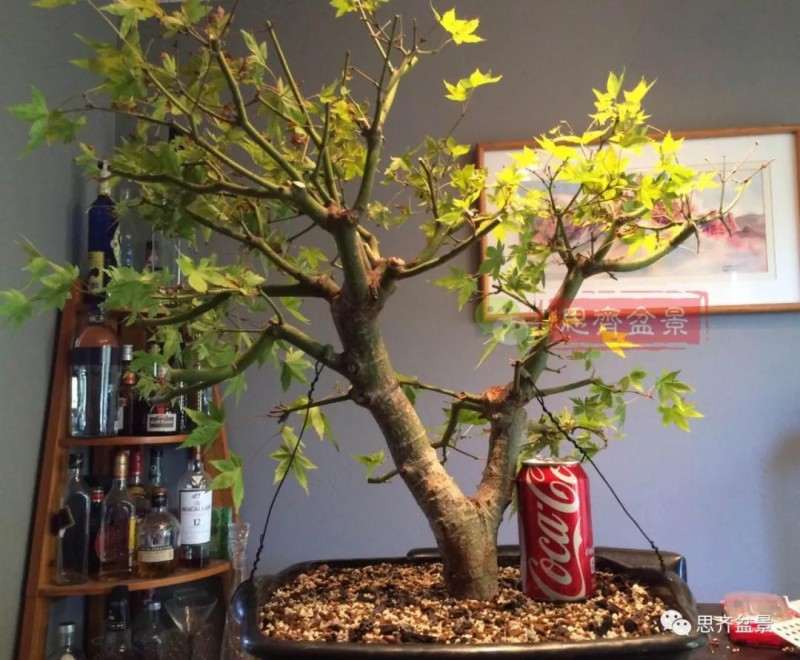 红枫下山桩怎么高压制作盆景