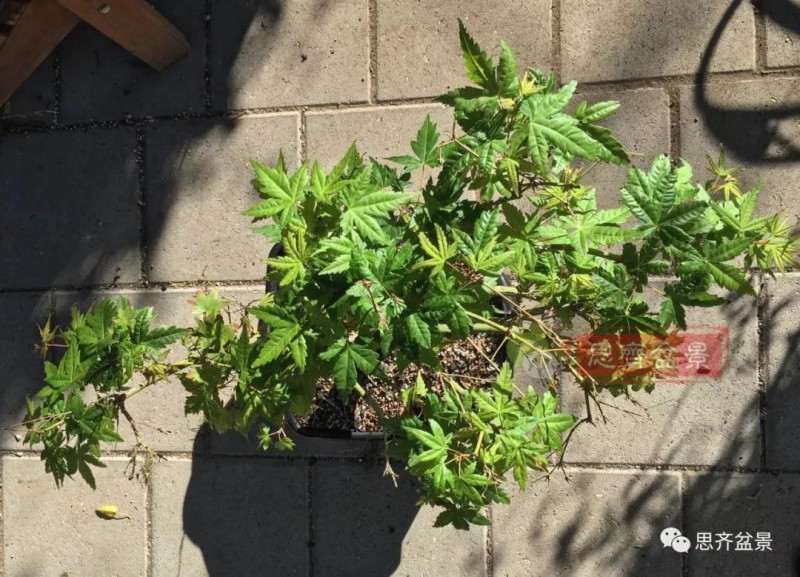 红枫下山桩怎么高压制作盆景