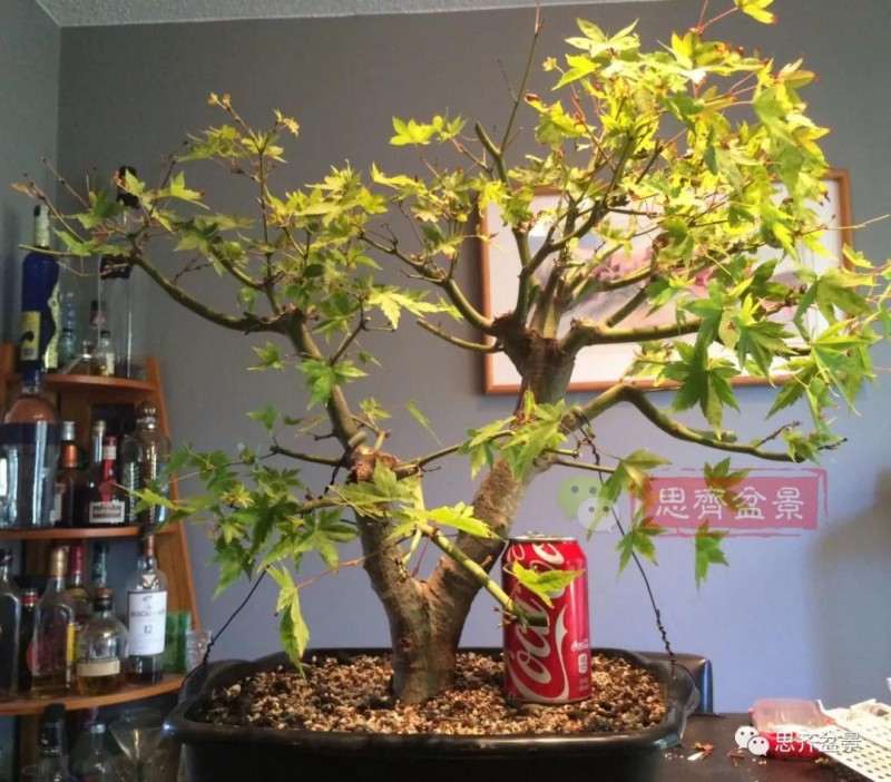 红枫下山桩怎么高压制作盆景