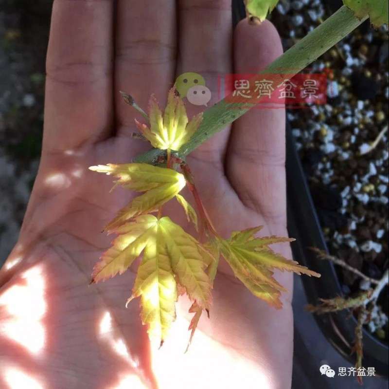 红枫下山桩怎么高压制作盆景