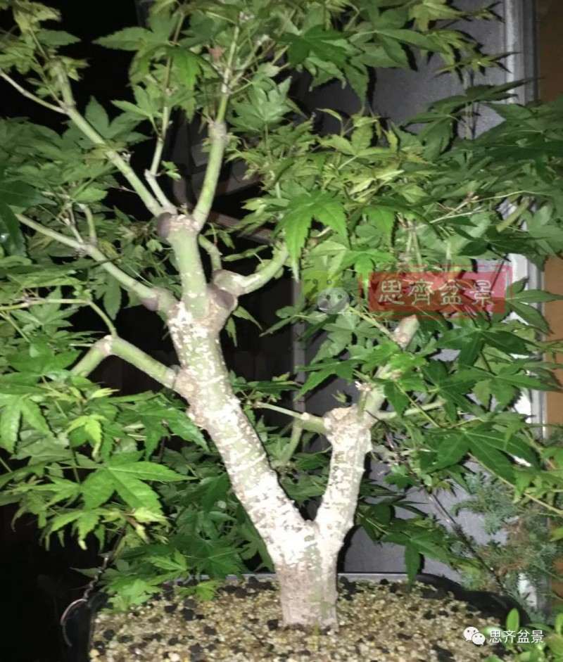 红枫下山桩怎么高压制作盆景