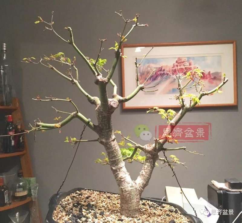 红枫下山桩怎么高压制作盆景