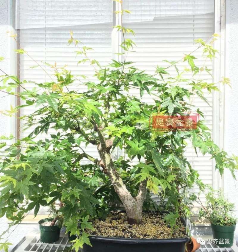 红枫下山桩怎么高压制作盆景