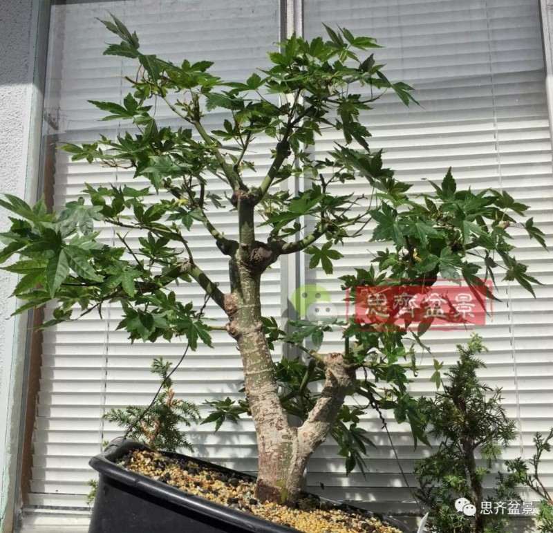 红枫下山桩怎么高压制作盆景