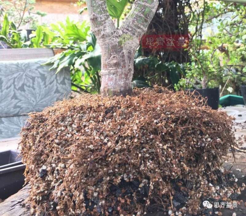 红枫下山桩怎么高压制作盆景