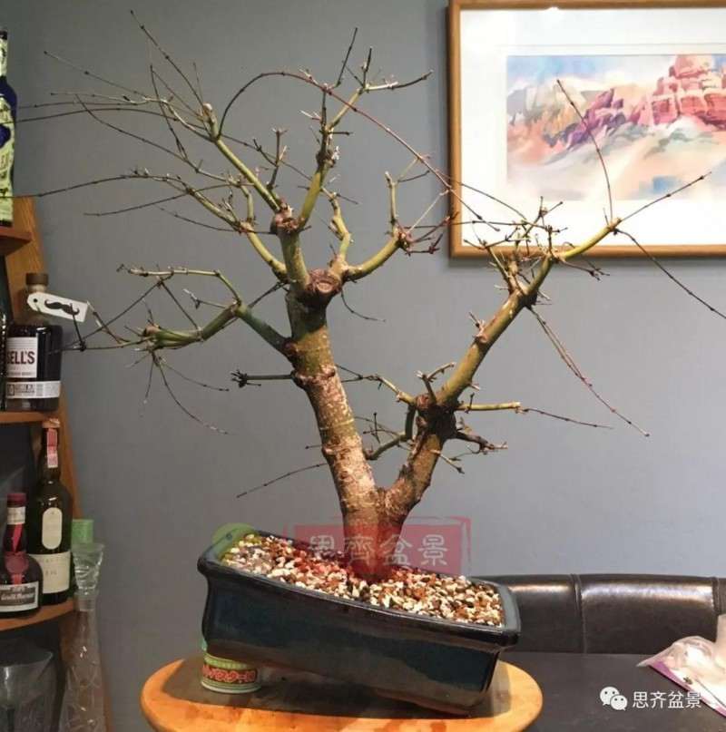 红枫下山桩怎么高压制作盆景