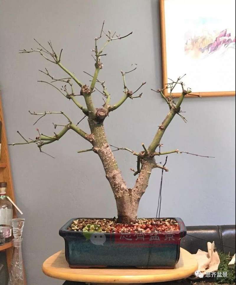 红枫下山桩怎么高压制作盆景