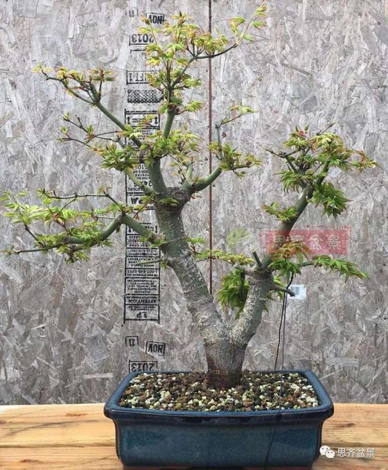 红枫下山桩怎么高压制作盆景