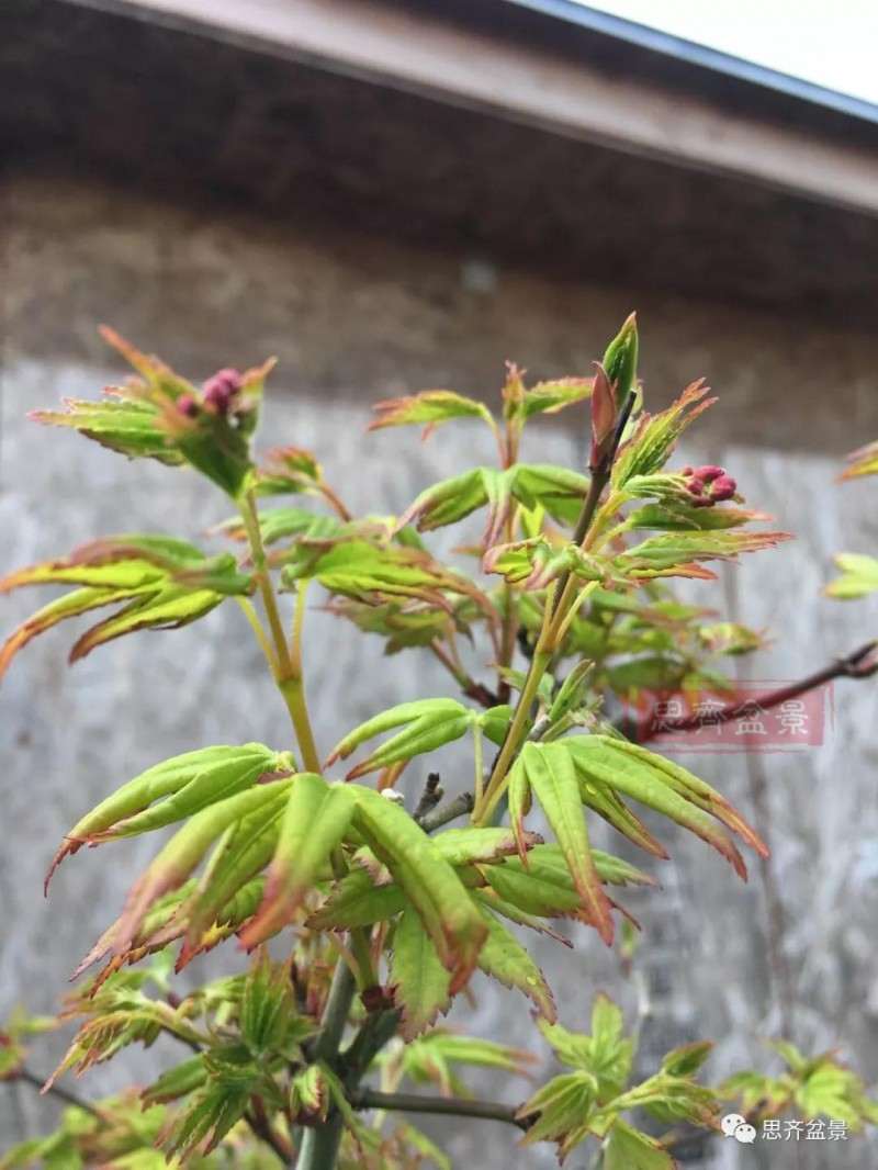 红枫下山桩怎么高压制作盆景