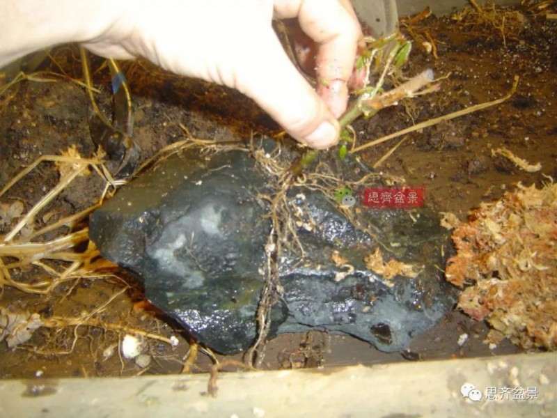 怎么附石三角枫盆景的方法