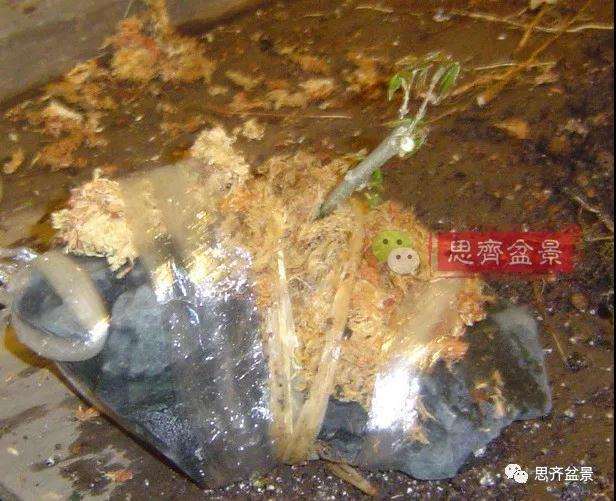 怎么附石三角枫盆景的方法