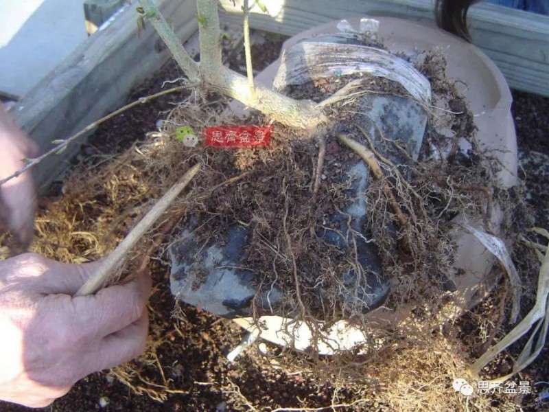 怎么附石三角枫盆景的方法