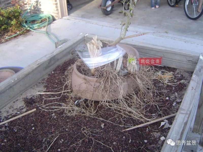 怎么附石三角枫盆景的方法