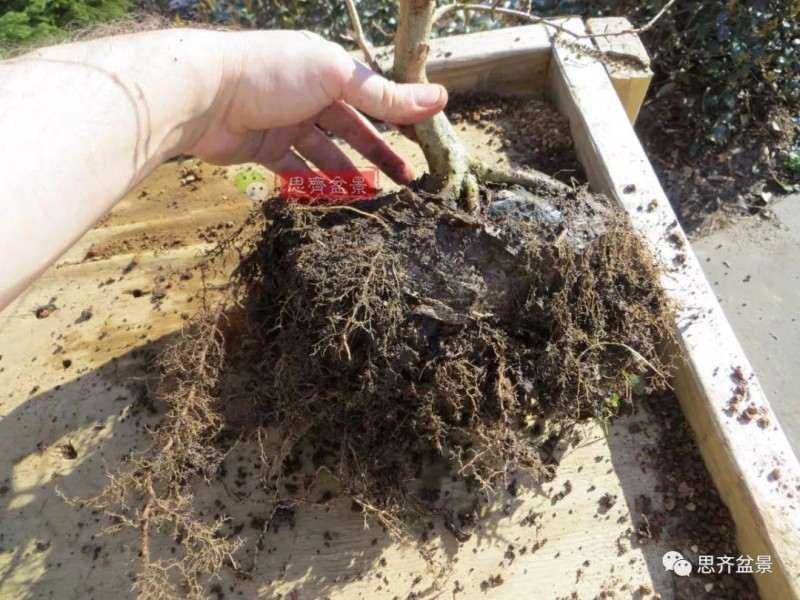 怎么附石三角枫盆景的方法