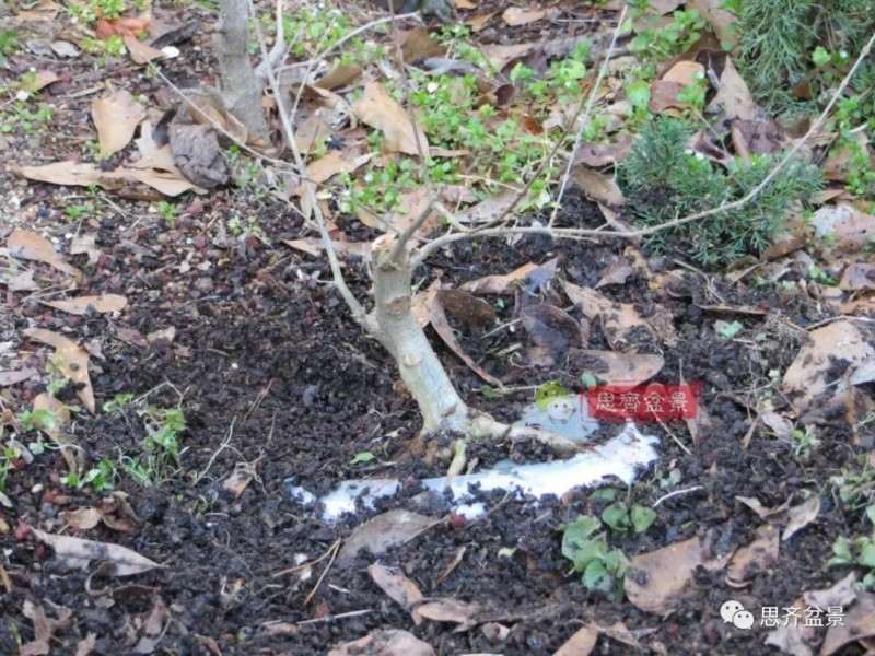 怎么附石三角枫盆景的方法