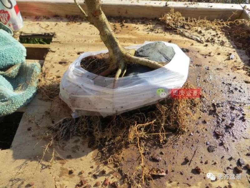 怎么附石三角枫盆景的方法