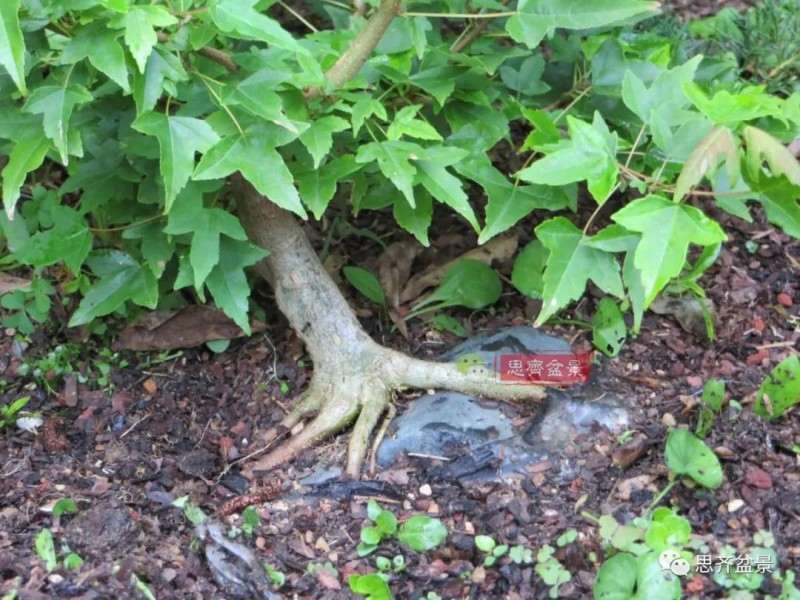 怎么附石三角枫盆景的方法