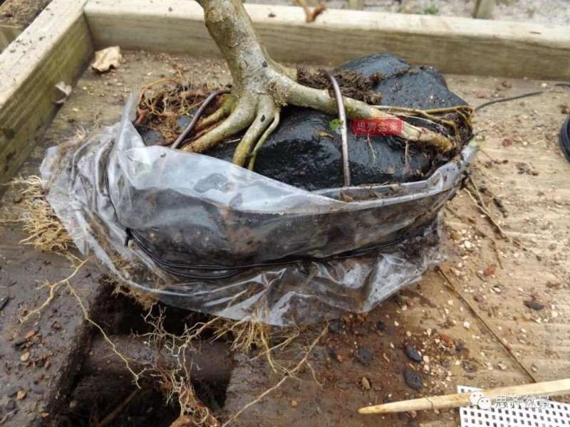 怎么附石三角枫盆景的方法