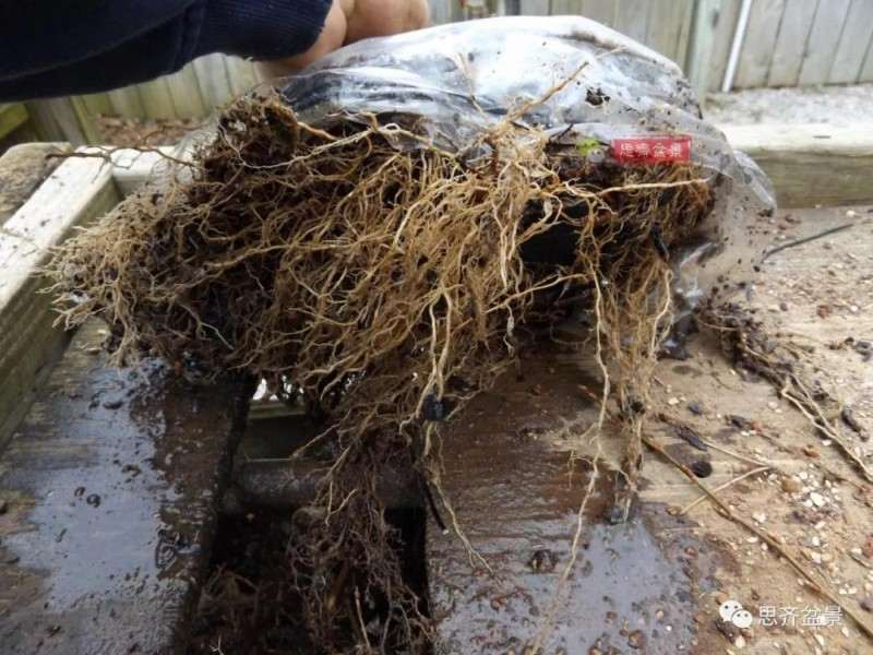 怎么附石三角枫盆景的方法