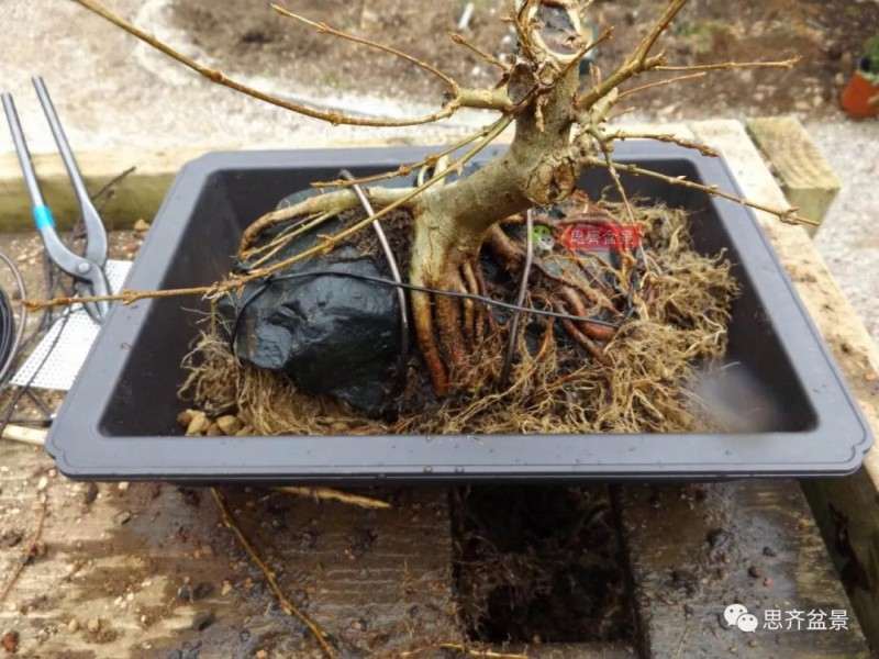 怎么附石三角枫盆景的方法