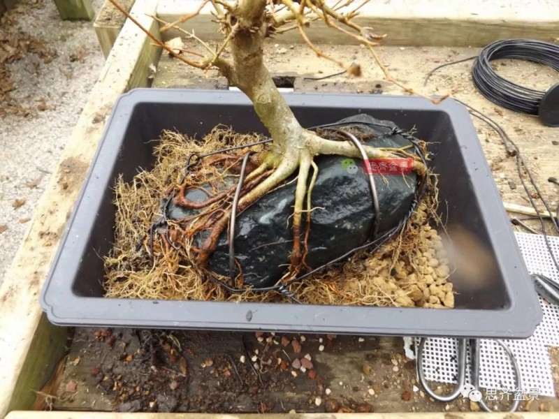 怎么附石三角枫盆景的方法