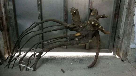 榕树下山桩这么漂亮 为什么种的人比较少啊