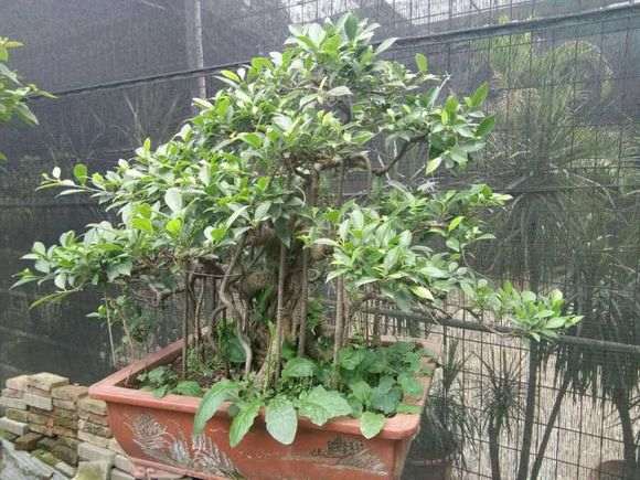 榕树下山桩这么漂亮 为什么种的人比较少啊