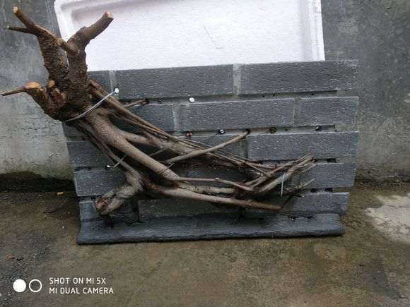 榕树下山桩这么漂亮 为什么种的人比较少啊