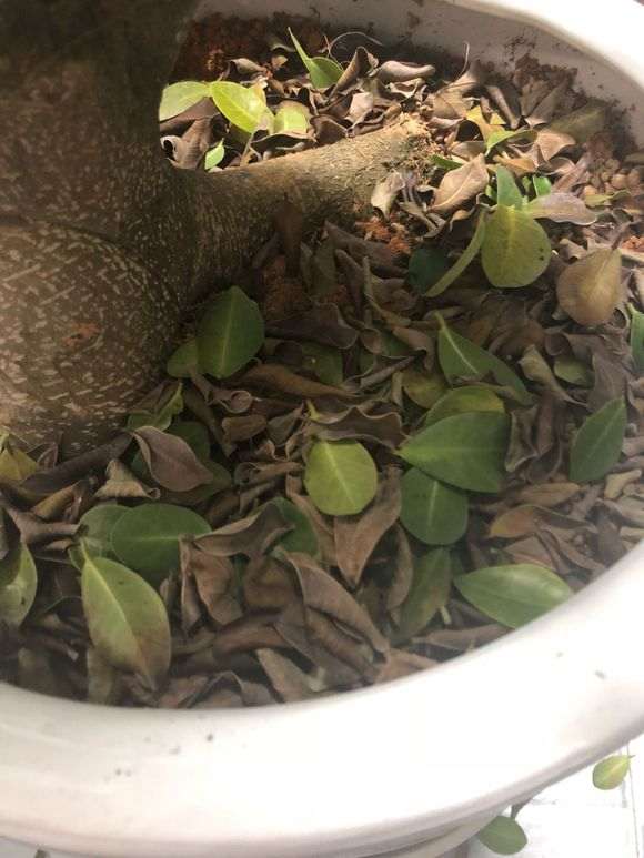 榕树下山桩疯狂掉叶子 怎么办 图片