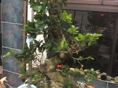 榕树下山桩疯狂掉叶子 怎么办 图片