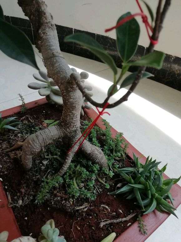 养了三年的榕树下山桩 跟3年前变化大吗