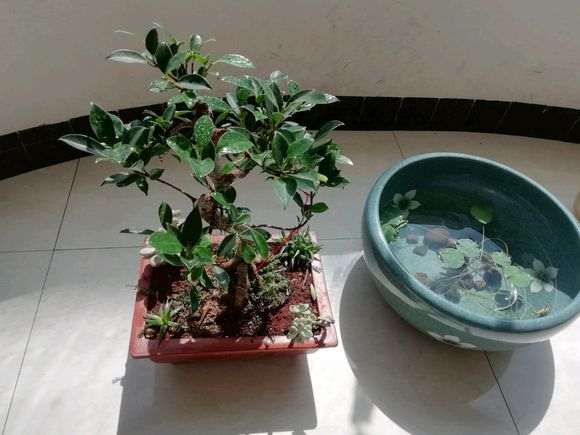 养了三年的榕树下山桩 跟3年前变化大吗