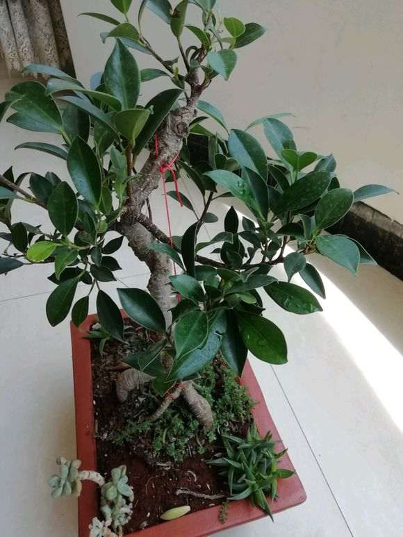 养了三年的榕树下山桩 跟3年前变化大吗