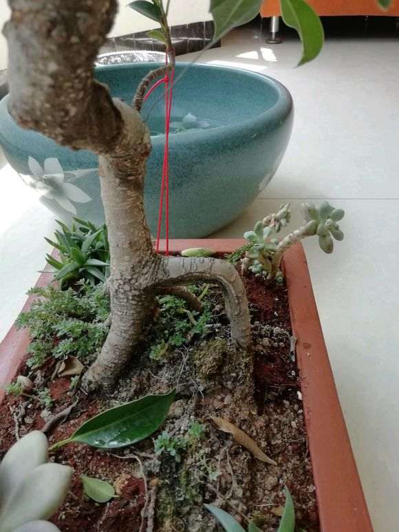 养了三年的榕树下山桩 跟3年前变化大吗