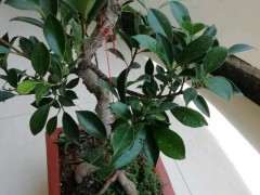 养了三年的榕树下山桩 跟3年前变化大吗