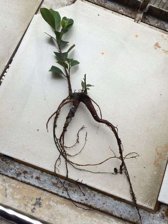 榕树下山桩怎么制作附石盆景