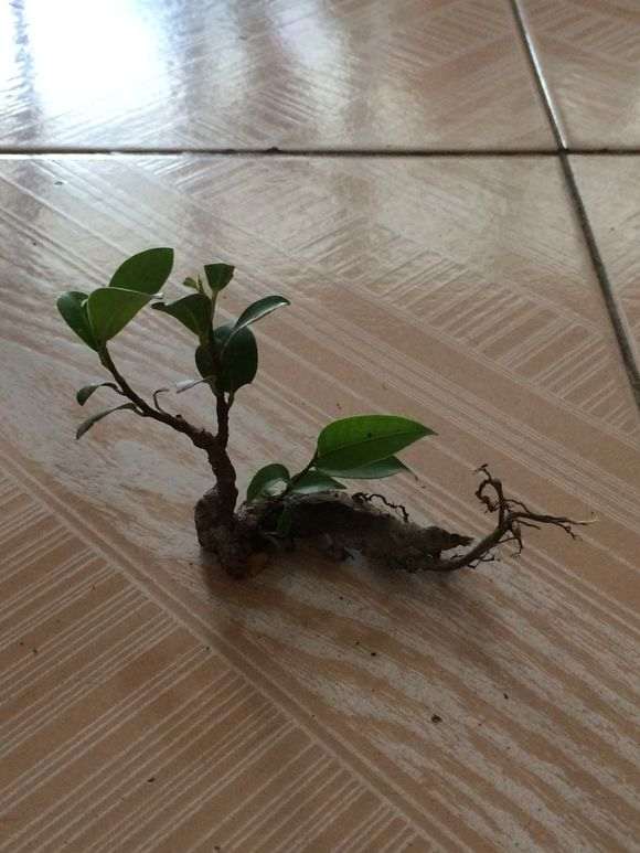 榕树下山桩怎么制作附石盆景