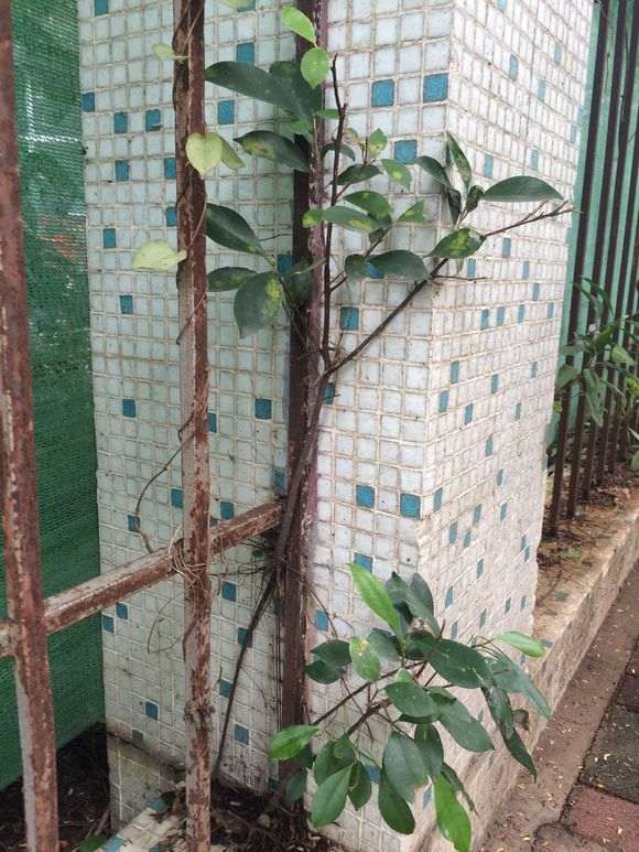 榕树下山桩怎么制作附石盆景