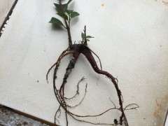 榕树下山桩怎么制作附石盆景 图片