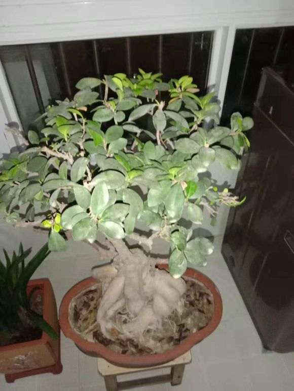 榕树下山桩的叶子被虫子吃没了 怎么办