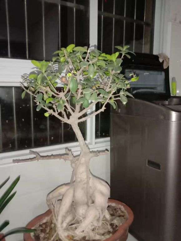 榕树下山桩的叶子被虫子吃没了 怎么办