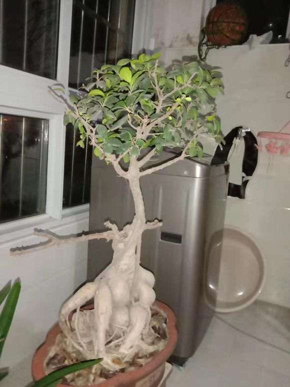 榕树下山桩的叶子被虫子吃没了 怎么办