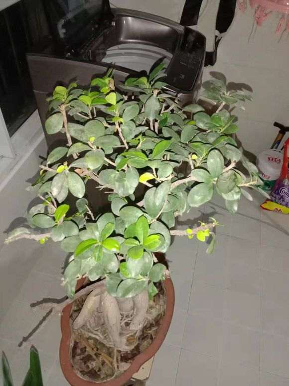 榕树下山桩的叶子被虫子吃没了 怎么办