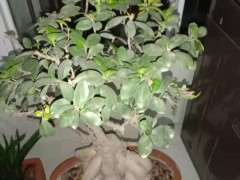 榕树下山桩的叶子被虫子吃没了 怎么办