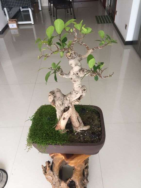 这盆榕树下山桩 300元买亏了吗 图片