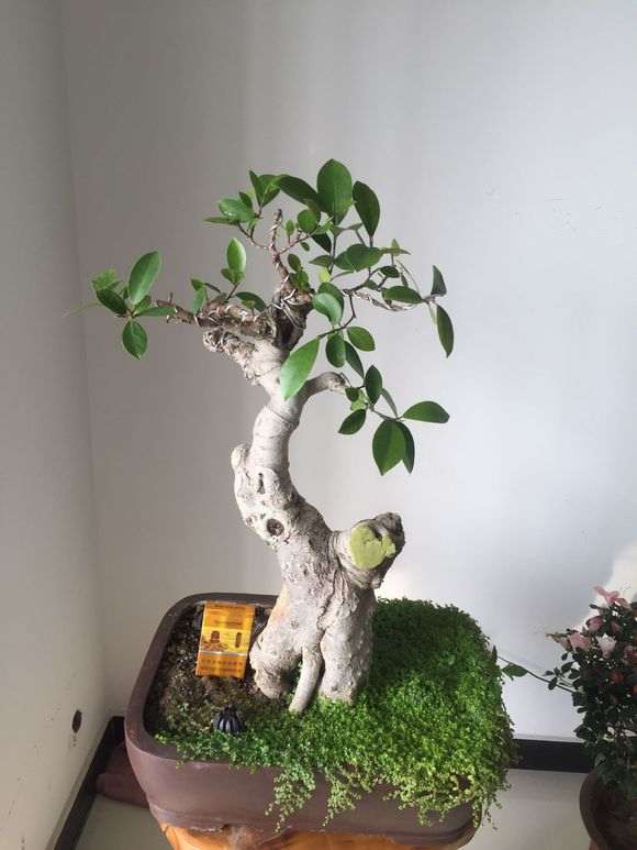 这盆榕树下山桩 300元买亏了吗 图片