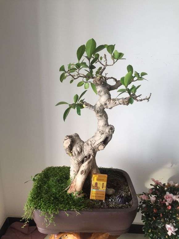 这盆榕树下山桩 300元买亏了吗 图片