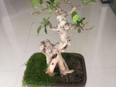 这盆榕树下山桩 300元买亏了吗 图片