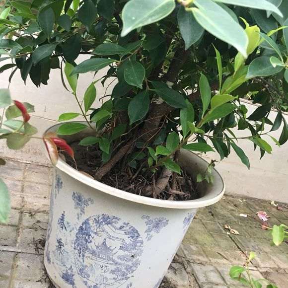 为什么榕树下山桩一定要长过气根 才行