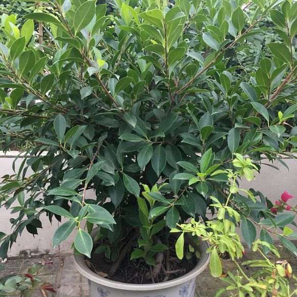 为什么榕树下山桩一定要长过气根 才行